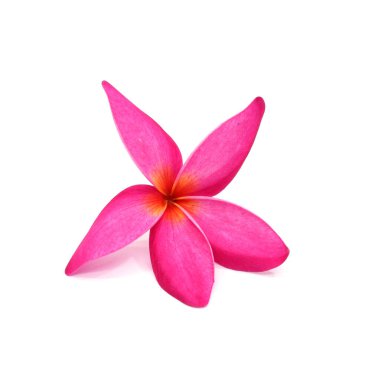 Beyaz arkaplanda Blooming Plumeria (frangipani) - kırpma yolu ile