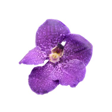 güzel orkide beyaz zemin üzerine izole
