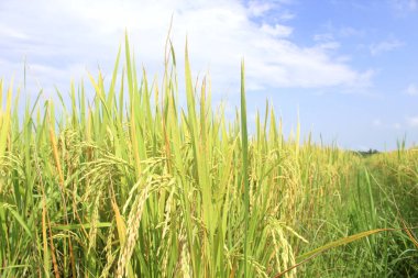 Mavi gökyüzünün altındaki pirinç tarlası