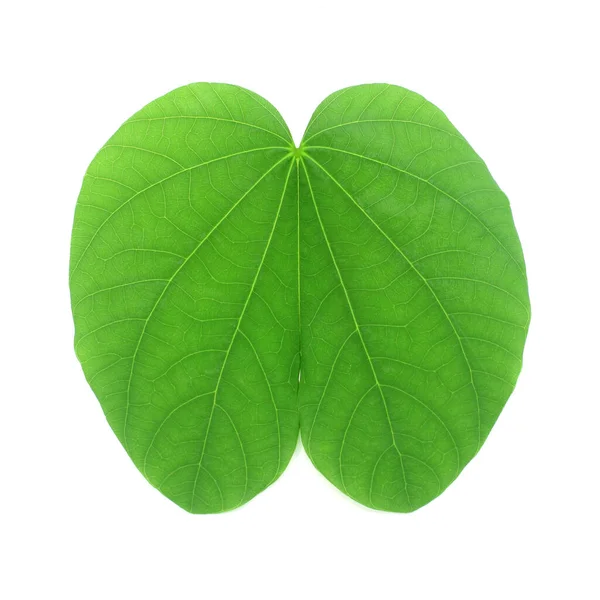 Verde Bauhinia Variegata Folhas Fundo Branco — Fotografia de Stock