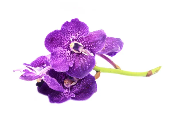 Bellissimo Fiore Orchidea Isolato — Foto Stock