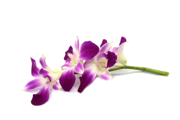 Fiore Del Orchid Isolato Bianco — Foto Stock