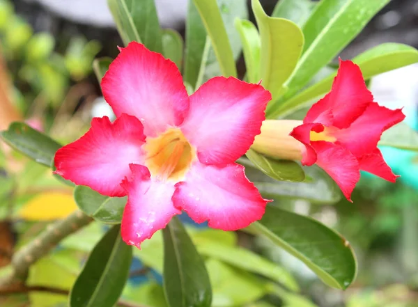 Květinové Pozadí Tropická Květina Růžové Adenium Pouštní Růže — Stock fotografie