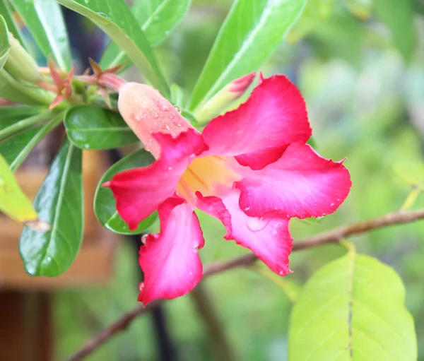 Цветочный Фон Тропический Цветок Розовый Адениум Пустынная Роза — стоковое фото