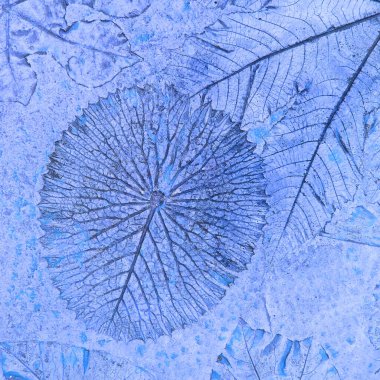 Betonda yaprak izleri var.