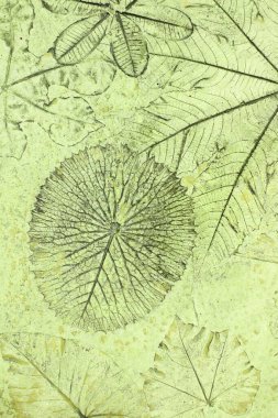 Betonda yaprak izleri var.