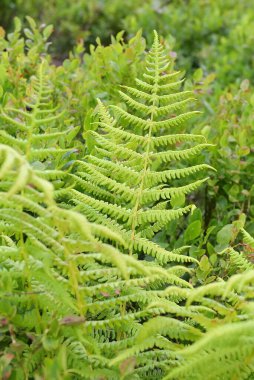 Kalede taze yeşil yapraklar, yakın plan.