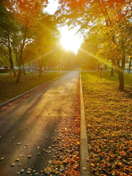 Осеннее Солнце Ярко Светит Аллее Парке Желтыми Опавшими Листьями Теплая — стоковое фото