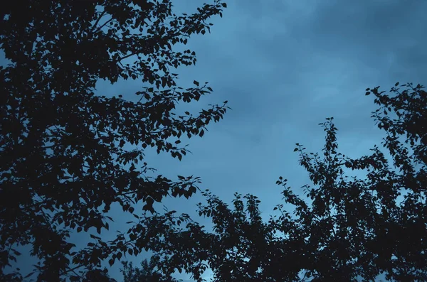 Κλαδιά Φυλλοβόλων Δέντρων Ενάντια Στον Συννεφιασμένο Ουρανό Φόντο Ζεστούς Μπλε — Φωτογραφία Αρχείου
