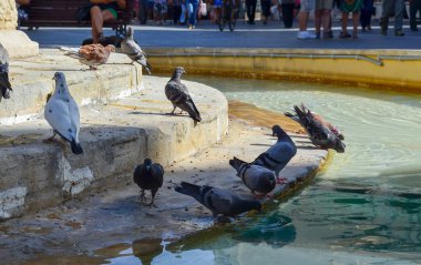 Sıcak bir yaz gününde, şehir çeşmesinde içen ve banyo yapan güvercinler..