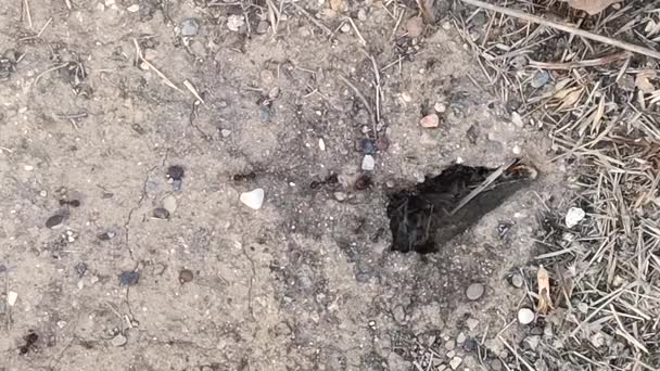 Czarne Mrówki Przenoszą Ładunek Mrowiska Przez Dziurę Ziemi — Wideo stockowe