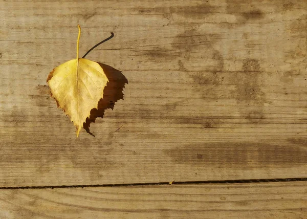 Feuille de bouleau jaune d'automne sur un fond en bois. Gros plan avec espace de copie — Photo