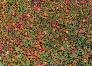 Parlak düşen elmalar yeşil çimlerin üzerinde uzanıyorlar. Sonbahar hasadı
