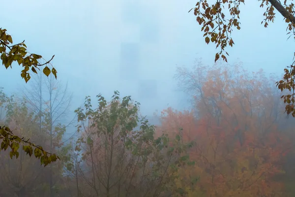 Πέφτουν Δέντρα Στην Πρωινή Ομίχλη Φθινοπωρινή Διάθεση Μαλακή Εστίαση — Φωτογραφία Αρχείου