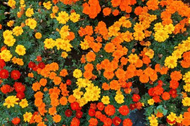 Kadife çiçeğinin çiçek deseni. Yukarıdan görüntüle.