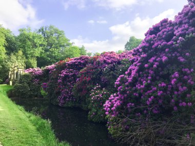 Mor çitlerden oluşan süslü çitler.