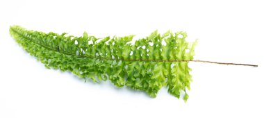 Beyaz arkaplanda yeşil eğreltiotu yaprakları izole