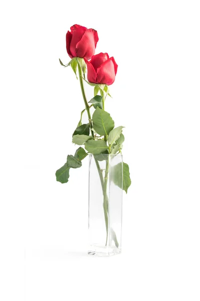 Belas Rosas Vermelhas Fundo Branco — Fotografia de Stock