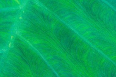 Taze yaprak yeşil doku makro yakın çekim