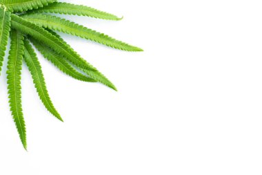 Beyaz arkaplanda yeşil eğreltiotu yaprakları izole