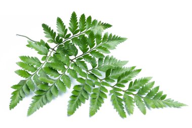 Beyaz arkaplanda yeşil eğreltiotu yaprakları izole