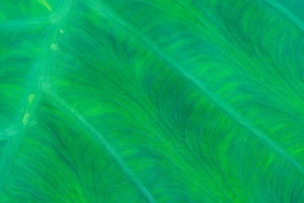 Macro Fresco Texture Fogliare Verde Vicino — Foto Stock