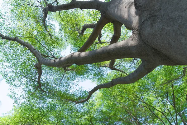 Wald Bäume Natur Grün Holz Hintergründe — Stockfoto
