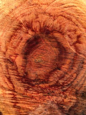 Ağaç güdük arka plan dokusu