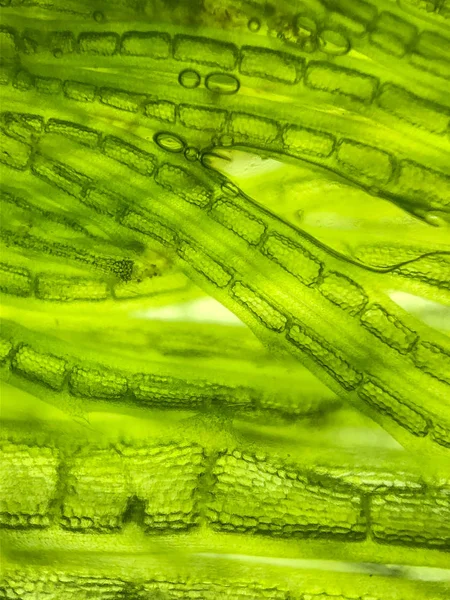 Krásné Zoom Mikro Organismus Řasy Buňky — Stock fotografie