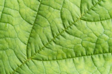 yaprak yeşil arka plan görünümünü kapat