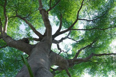 orman doğa yeşil ahşap arka plan ağaç