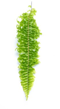 Beyaz arkaplanda yeşil eğreltiotu yaprakları izole