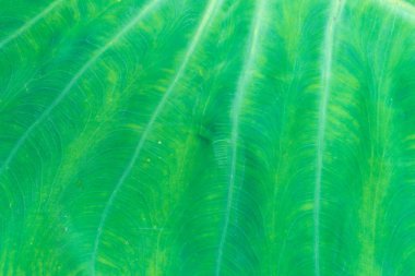 Taze yaprak yeşil doku makro yakın çekim