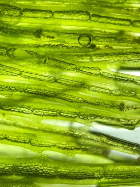 Güzel zoom Mikro organizma yosun hücre