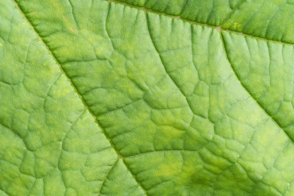 Nahaufnahme Ansicht Des Grünen Blattes Hintergrund — Stockfoto