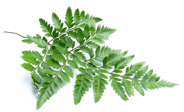 Grüne Blätter Des Farns Isoliert Auf Weißem Hintergrund — Stockfoto