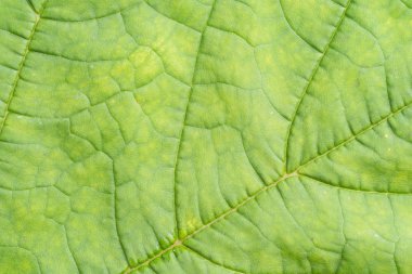 yaprak yeşil arka plan görünümünü kapat