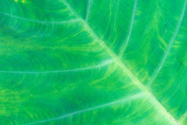 Taze yaprak yeşil doku makro yakın çekim