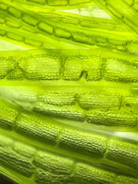 Güzel zoom Mikro organizma yosun hücre