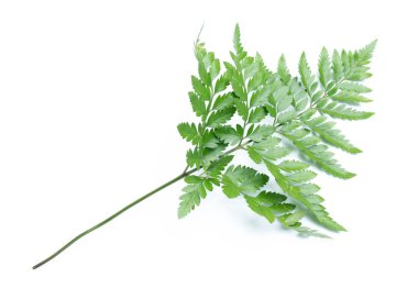 Beyaz arkaplanda yeşil eğreltiotu yaprakları izole