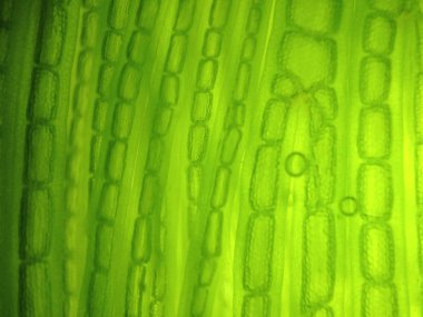 güzel zoom mikroorganizma yosun hücre