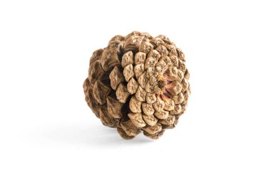 çeşitli iğne yapraklı ağaçlar üzerinde beyaz izole konisi