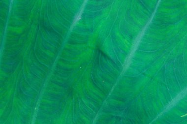 Taze yaprak yeşil doku makro yakın çekim