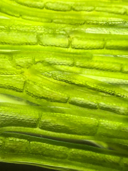 美しいズーム マイクロ有機体藻類細胞 — ストック写真
