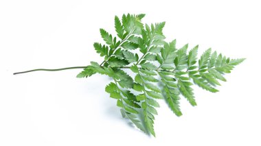 Beyaz arkaplanda yeşil eğreltiotu yaprakları izole