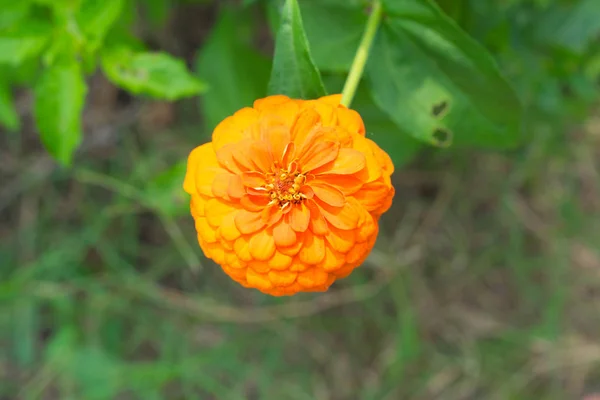 Κοντινό Πλάνο Λουλούδι Πορτοκαλί Ζίννια Πράσινο Φόντο — Φωτογραφία Αρχείου