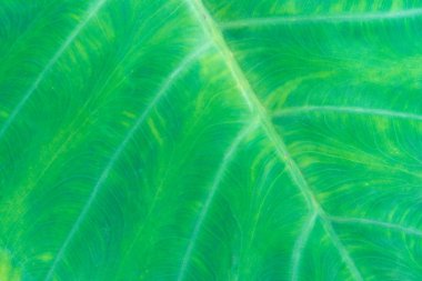 Taze yaprak yeşil doku makro yakın çekim