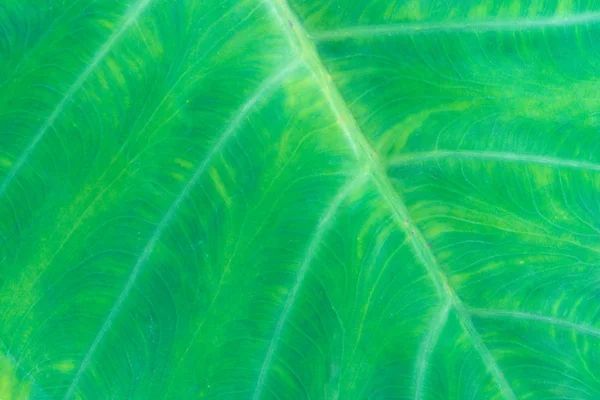 新鮮な緑の葉のテクスチャ マクロをクローズ アップ — ストック写真