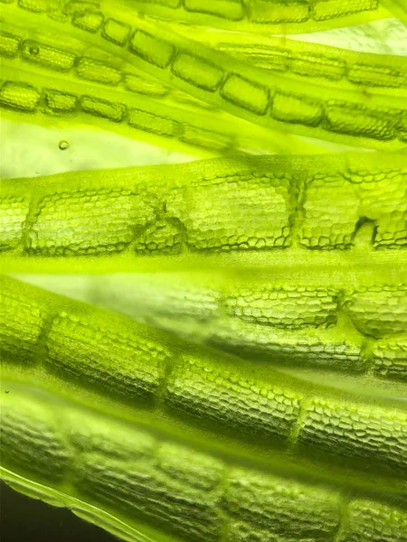 Güzel zoom Mikro organizma yosun hücre