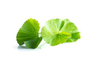 gotu kola Asya pennywort beyaz arka plan üzerinde yaprak